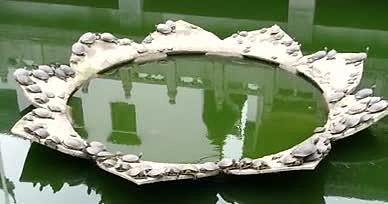4K龟乌龟鳖王八公园景观视频的预览图
